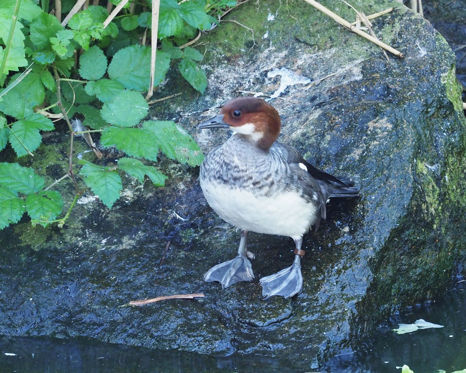 1740515746Bild 190 Zergsäger.JPG